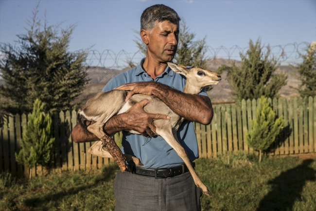 Hatay'da yaralı halde bulunan dağ ceylanı yavrusu koruma altında